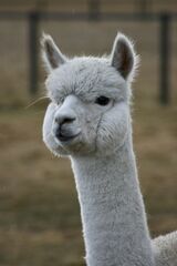 alpaca for sale