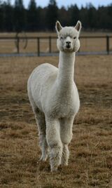 alpaca for sale