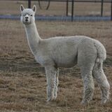 alpaca for sale