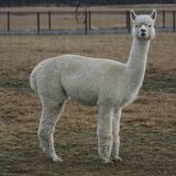 alpaca for sale