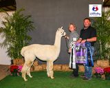 alpaca for sale