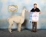 alpaca for sale