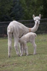 alpaca for sale