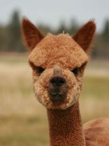 alpaca for sale