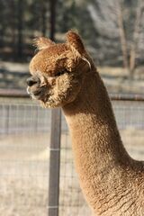alpaca for sale
