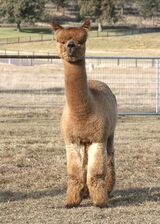 alpaca for sale