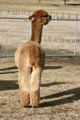 alpaca for sale