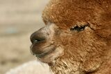 alpaca for sale