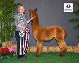 alpaca for sale