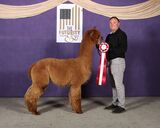 alpaca for sale