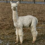 alpaca for sale