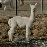 alpaca for sale