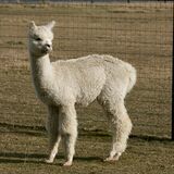 alpaca for sale