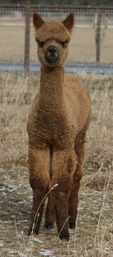 alpaca for sale