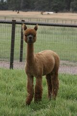 alpaca for sale