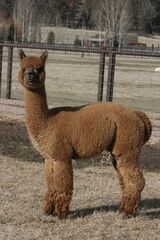 alpaca for sale