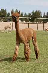 alpaca for sale