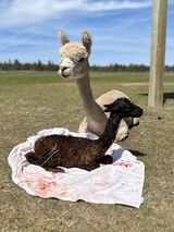 alpaca for sale