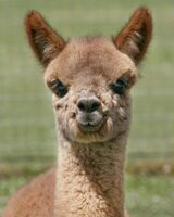 alpaca for sale