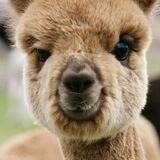 alpaca for sale