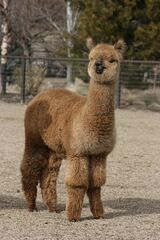 alpaca for sale