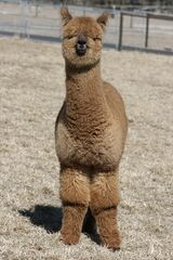 alpaca for sale