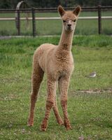 alpaca for sale
