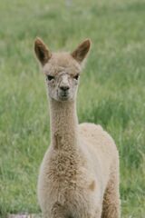alpaca for sale
