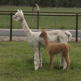 alpaca for sale