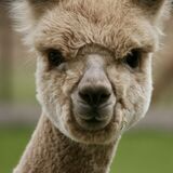 alpaca for sale