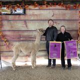 alpaca for sale