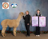 alpaca for sale