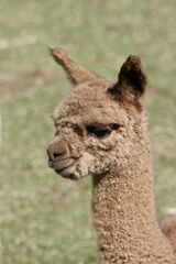 alpaca for sale