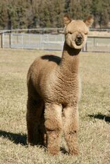 alpaca for sale