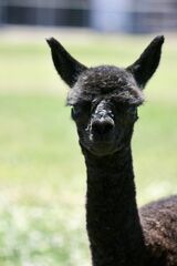 alpaca for sale