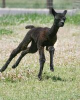 alpaca for sale