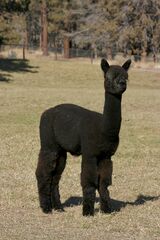 alpaca for sale
