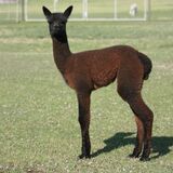 alpaca for sale
