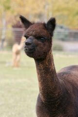 alpaca for sale