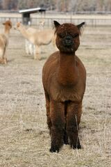 alpaca for sale