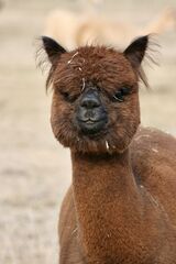 alpaca for sale