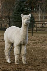 alpaca for sale