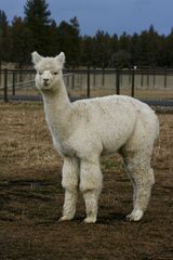 alpaca for sale