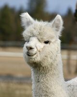 alpaca for sale