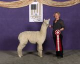 alpaca for sale