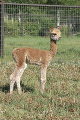 alpaca for sale