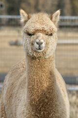 alpaca for sale