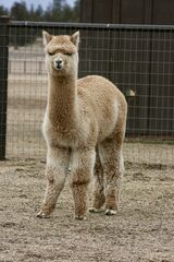 alpaca for sale