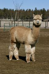 alpaca for sale