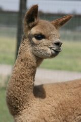alpaca for sale